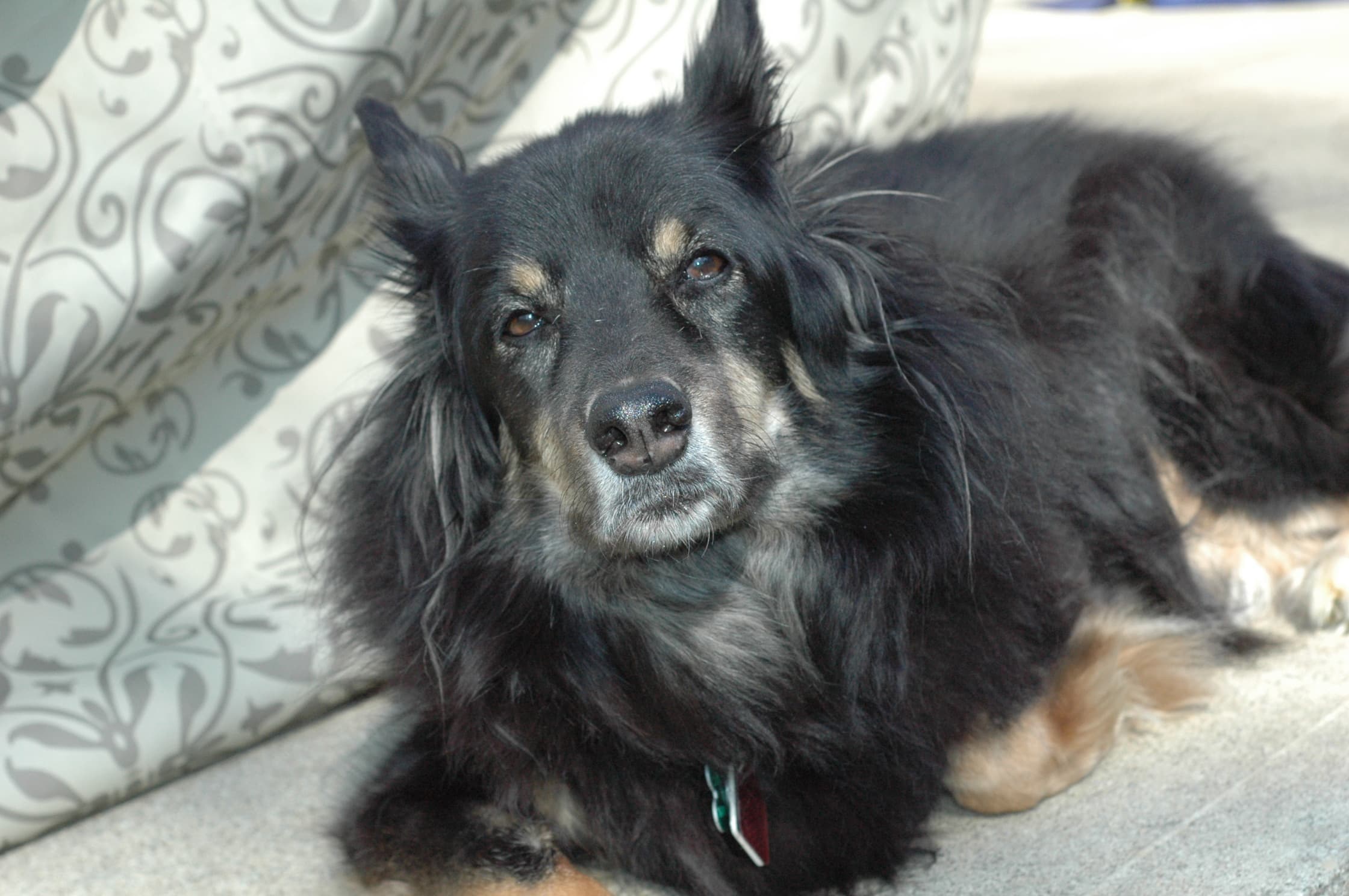 For My Dog: Shadow, A Eulogy